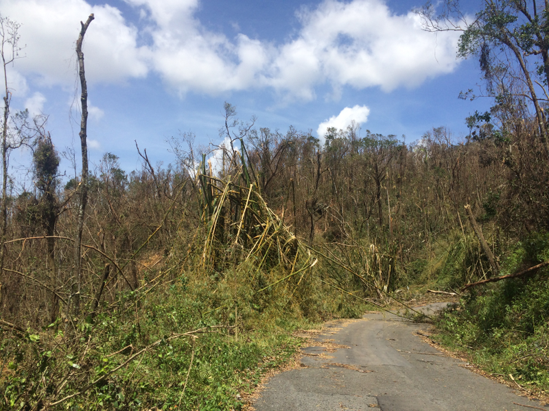 Downed trees line route 186 in El Yunque National Forest. Image: Omar Gutiérrez del Arroyo Santiago